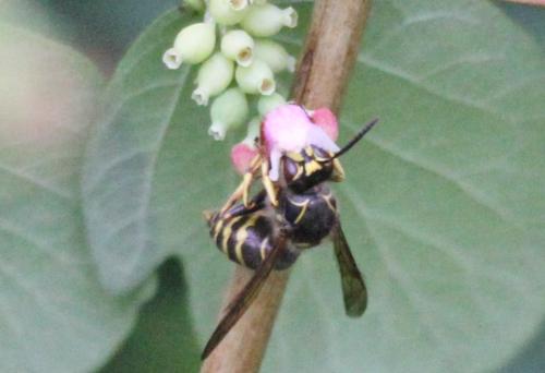 Dolichovespula media